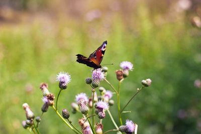 Close-up of butterfly pollinating on purple flower