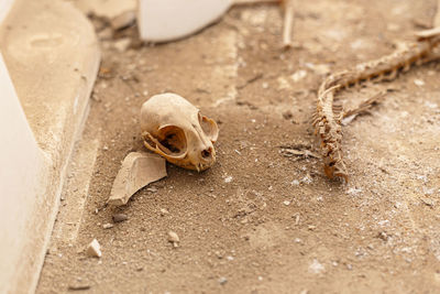 Dead cat skeleton in an abandoned place