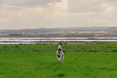 Dalmatian dog posing and playing in the field