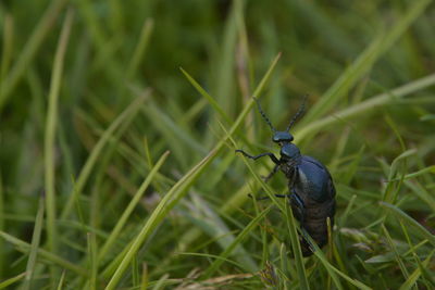 Close-up of insect on grass