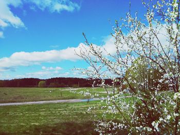 Scenic view of field against sky