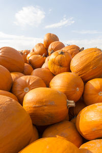 View of pumpkins