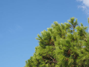 Low angle view of trees against blue sky