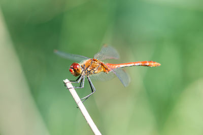 Red dragonfly is sitting on a green leaf, newly hatched insect, wetland haff reimich, nature reserve