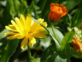 Close-up of yellow flowering plant