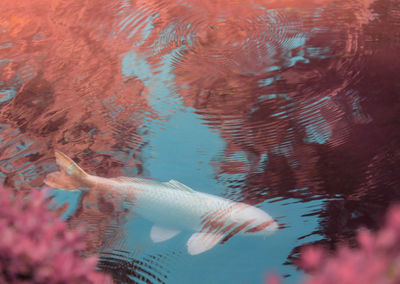 Fish swimming in sea
