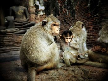 Monkey sitting on the wall