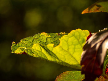 Close-up of leaves on plant during autumn