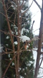 Close-up of spider on web against tree