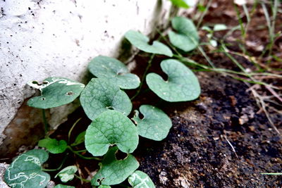 High angle view of plant leaves on field