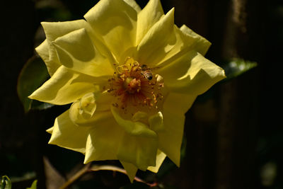 Close-up of yellow flowering plant