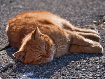 Close-up of a cat resting on road