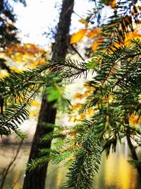 Close-up of pine tree branch