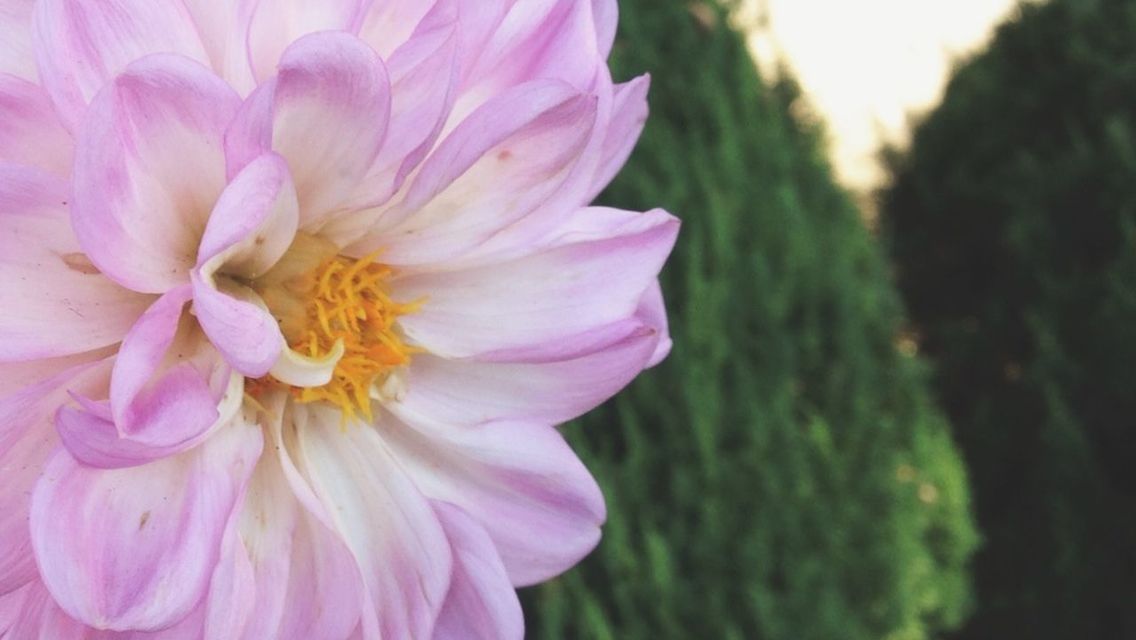 flower, petal, freshness, fragility, flower head, beauty in nature, pink color, growth, close-up, focus on foreground, blooming, nature, plant, in bloom, pink, blossom, selective focus, park - man made space, outdoors, botany