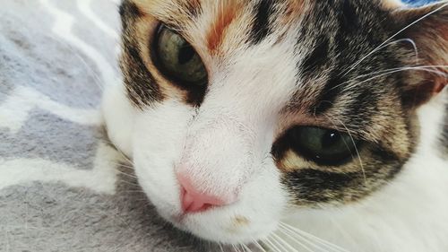 Close-up portrait of cat