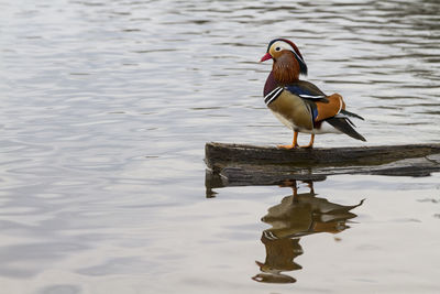 Bird on lake