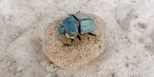 High angle view of insect on sand