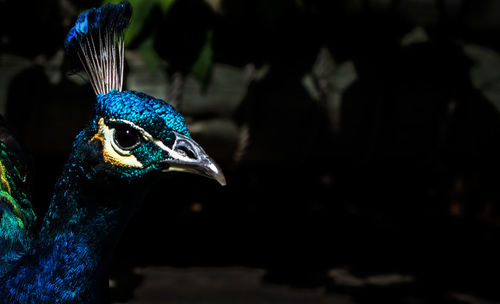 Close-up of peacock