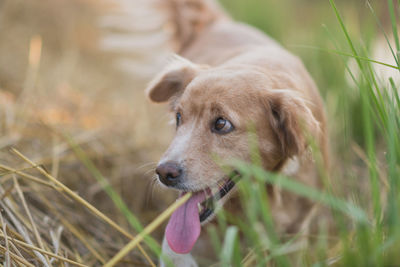 Dog looking away on field