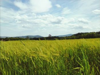 Scenic view of field against sky