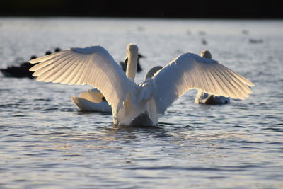 Swans on lake