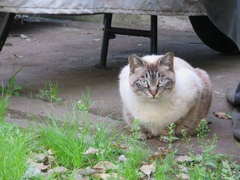 Portrait of sitting cat