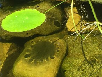 Close-up of green leaf