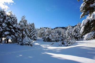 Trees on snow covered landscape against sky