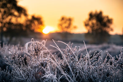 Close-up of frozen plants on field against sky during sunset