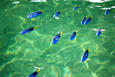 High angle view of fish swimming in sea