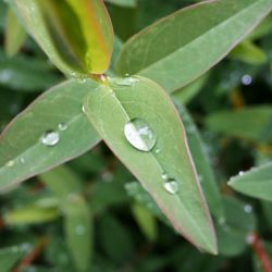 Close-up of leaves