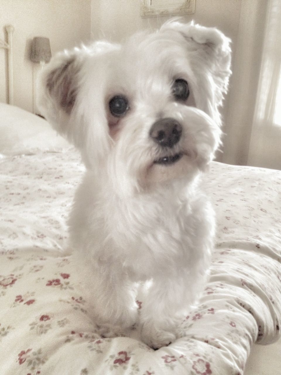 pets, indoors, dog, animal themes, domestic animals, one animal, mammal, portrait, looking at camera, home interior, relaxation, cute, white color, close-up, sitting, home, bed, no people, focus on foreground, puppy