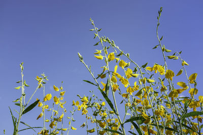 Low angle view of flowering plants against clear blue sky