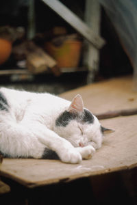 Close-up of cat sleeping on table