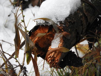 Close-up of frozen plant during winter