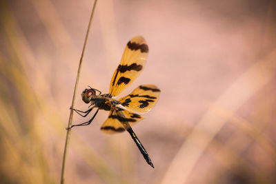 Close-up of a dragonfly