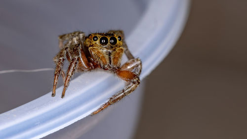 Close-up of spider