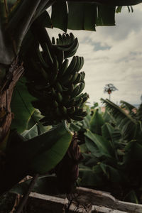 Close-up of succulent plant growing in field