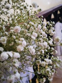 Close-up of white cherry blossom tree