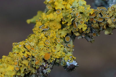 Close-up of yellow and leaves on branch