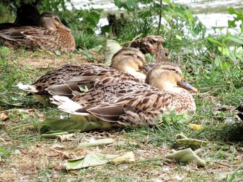 Ducks on a field