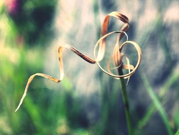 Close-up of plant against blurred background