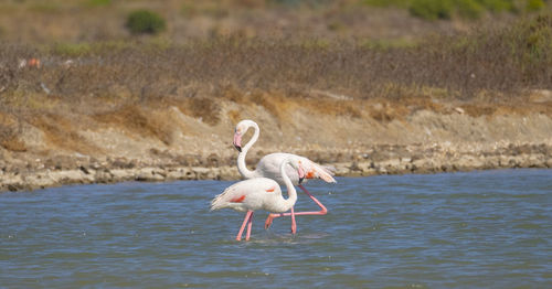 Pink flamingos in their natural environment, pond of molentargius, south sardinia
