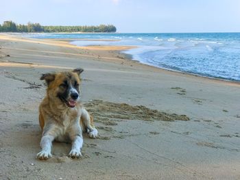 Dog on beach against sky