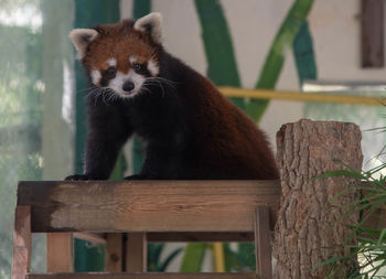 Portrait of cat sitting on wood in zoo