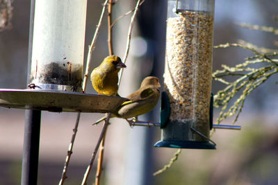 Close-up of bird perching on feeder