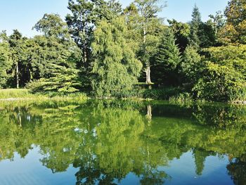 Reflection of trees in lake