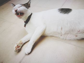 High angle view of cat lying on floor