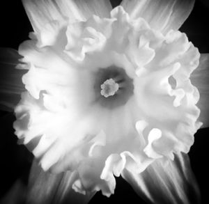 Close-up of flowers