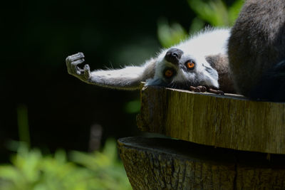 Portrait of lemur lying on wood in forest